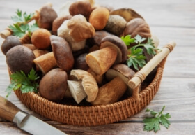 The Best Types of Mushrooms for Health and Immunity